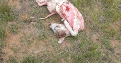 Sekuphenduke Insakavukele Ukwebiwa Kwemfuyo, Ihlinzwe,eDannhauser Sekuphenduke Insakavukele Ukwebiwa Kwemfuyo, Ihlinzwe,eDannhauser